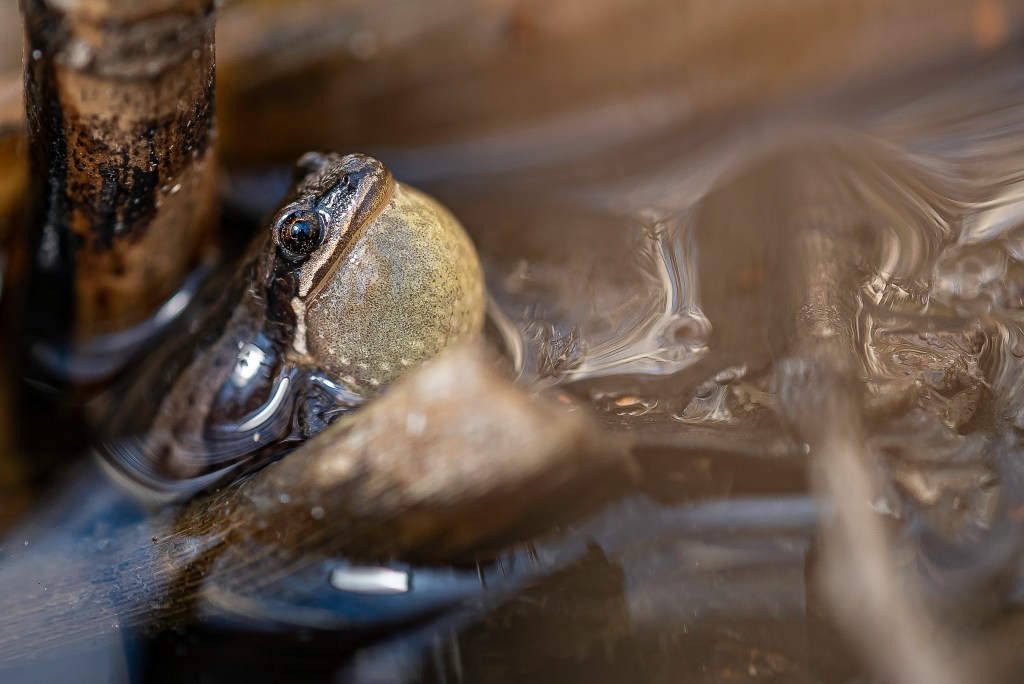Une autre victoire pour la rainette&nbsp;faux-grillon