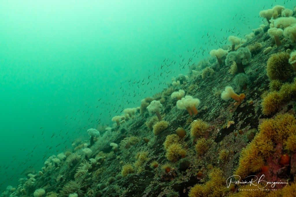 Une plongée remplie de&nbsp;promesses