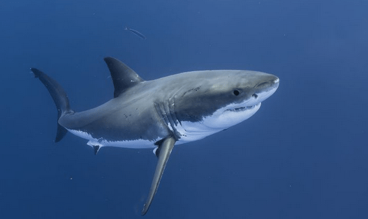Le golfe, terrain de chasse du requin&nbsp;blanc?