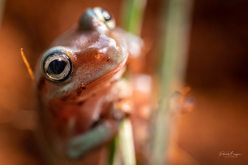 Dryopsophus caeruleus