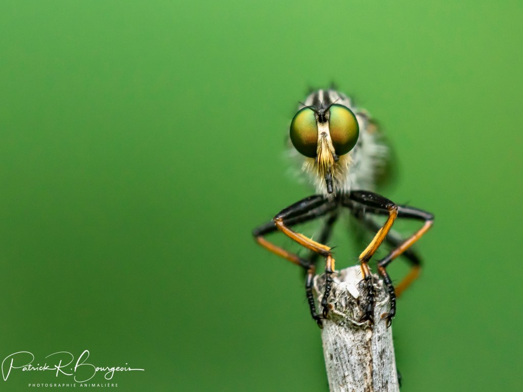 Enfin, la mouche&nbsp;assassine!