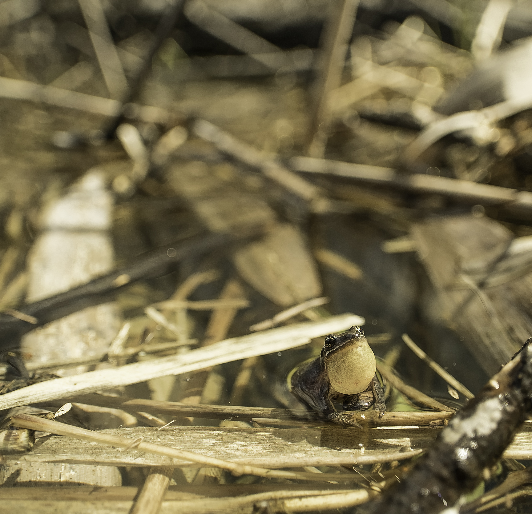 rainette grand-angle (1 sur 1)