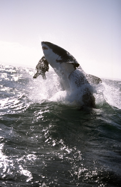 Carcharodon carcharias (Great white shark)