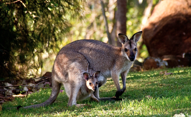 Il y a désormais des kangourous sauvages en&nbsp;France