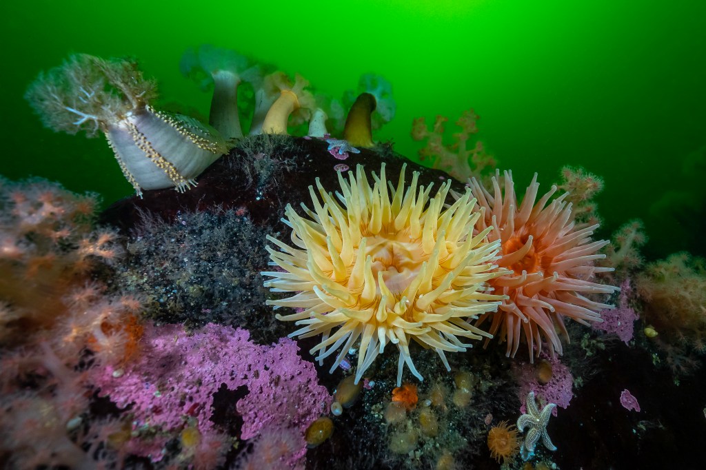 Le Saint-Laurent, ça ressemble à&nbsp;ça