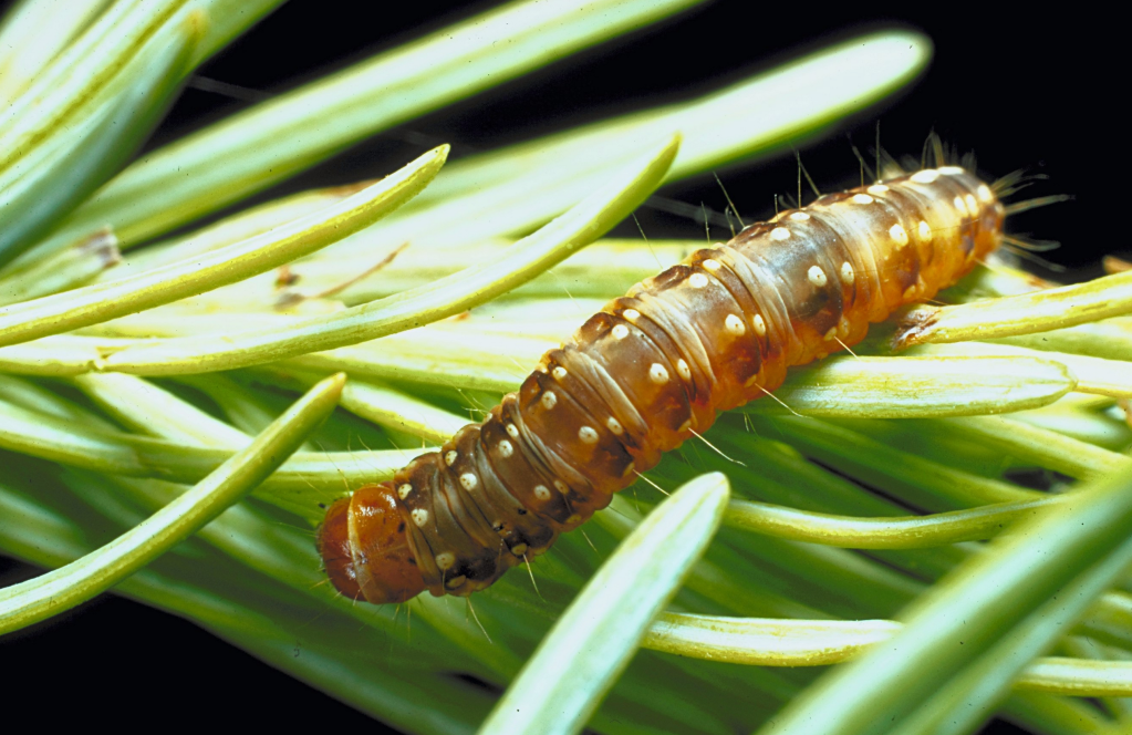 Dommages causés par la tordeuse en&nbsp;diminution