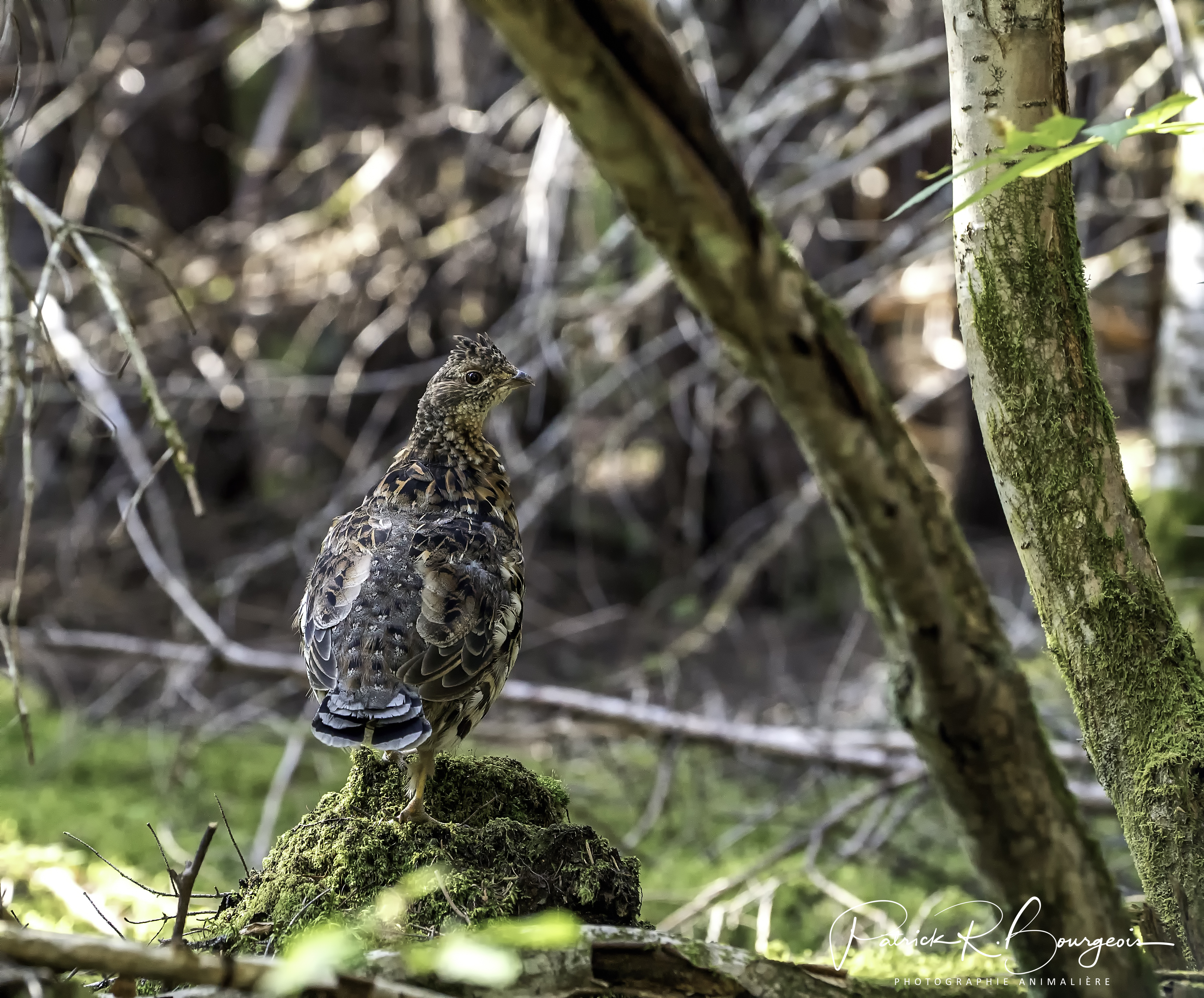 gélinotte (1 sur 1)