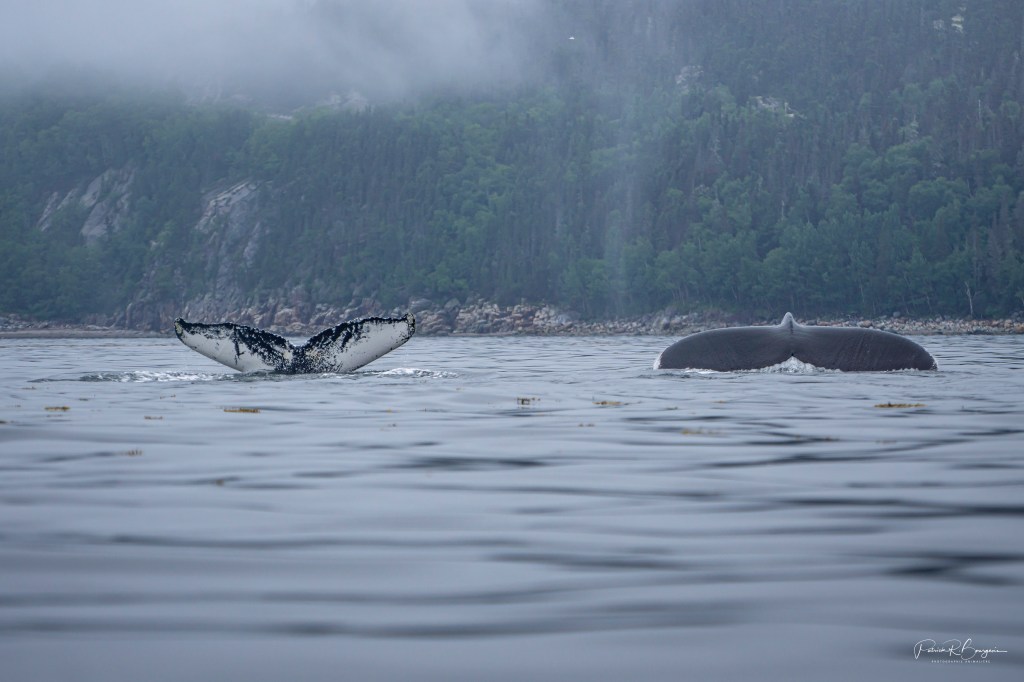 Des rorquals dorment à côté du&nbsp;zodiac!