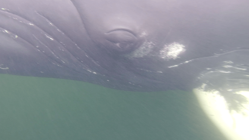 Le regard bouleversant du rorqual à&nbsp;bosse