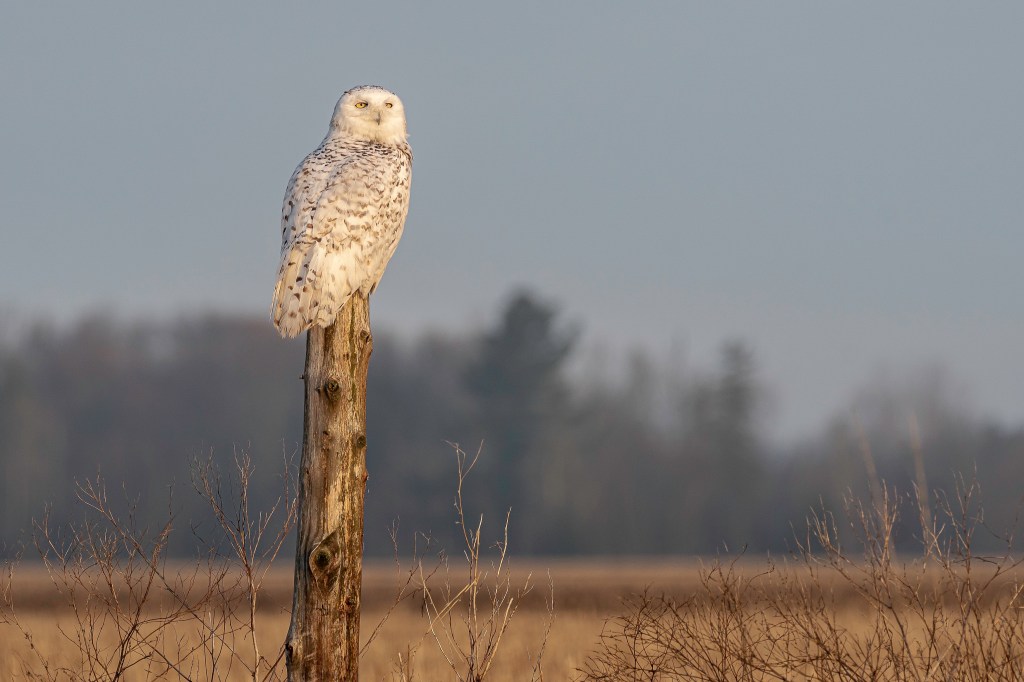 Harfangs du printemps