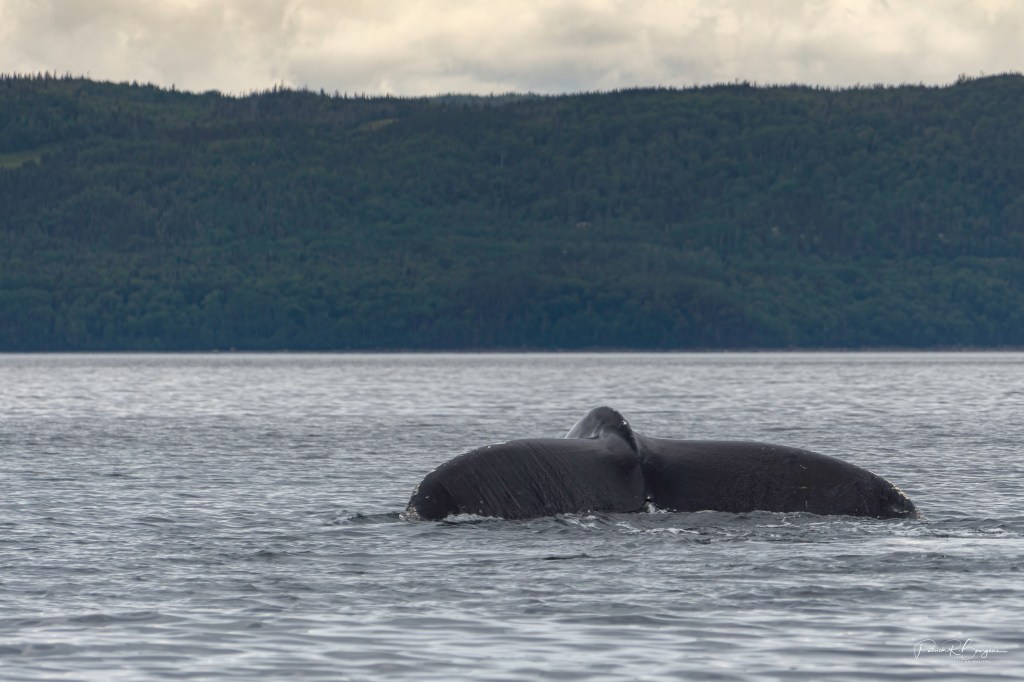 Gravement blessée, une baleine à bosse traverse&nbsp;l&rsquo;océan
