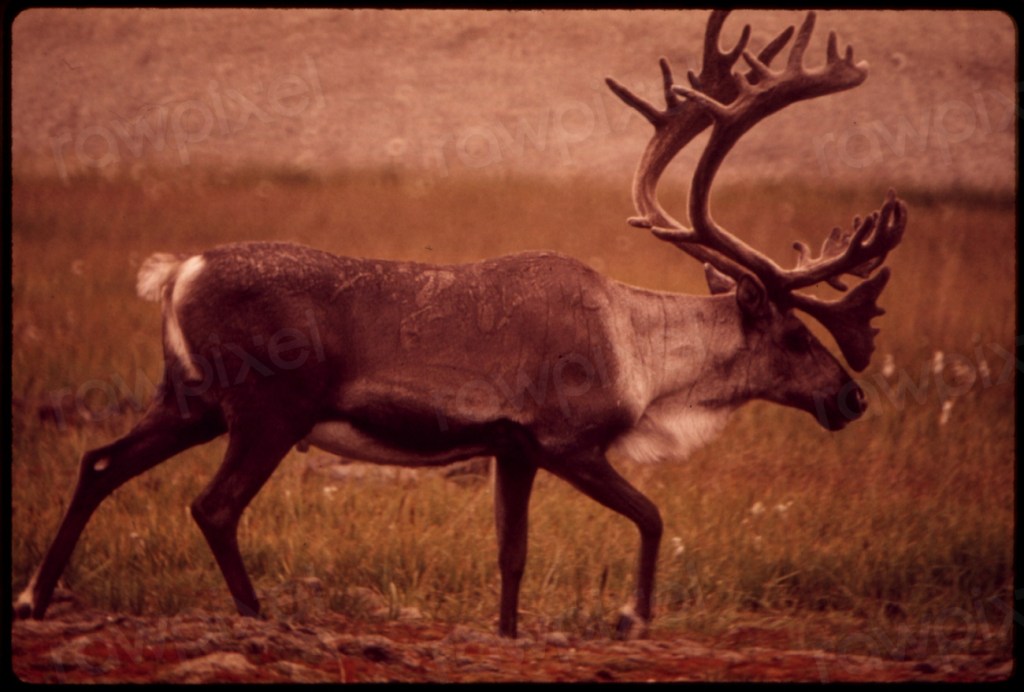 On attend toujours le plan du gouvernement pour la protection du&nbsp;caribou
