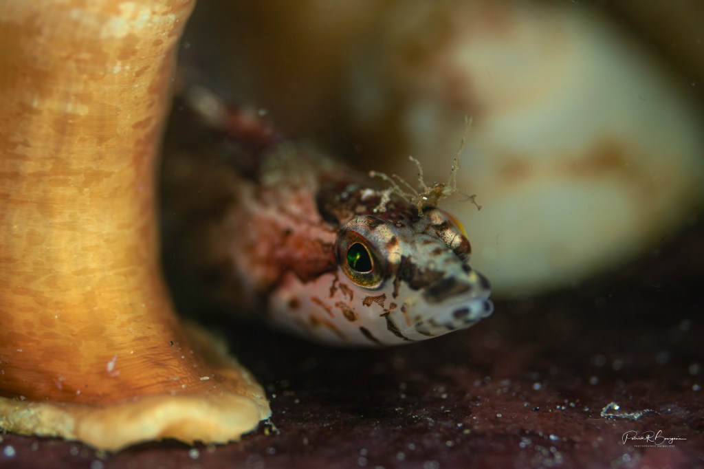 La macro sous-marine: tout un&nbsp;défi!