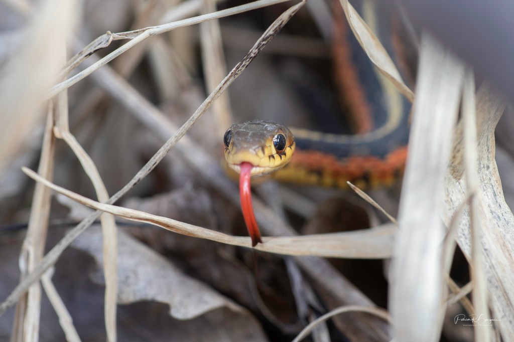 Couleuvre contre rainette