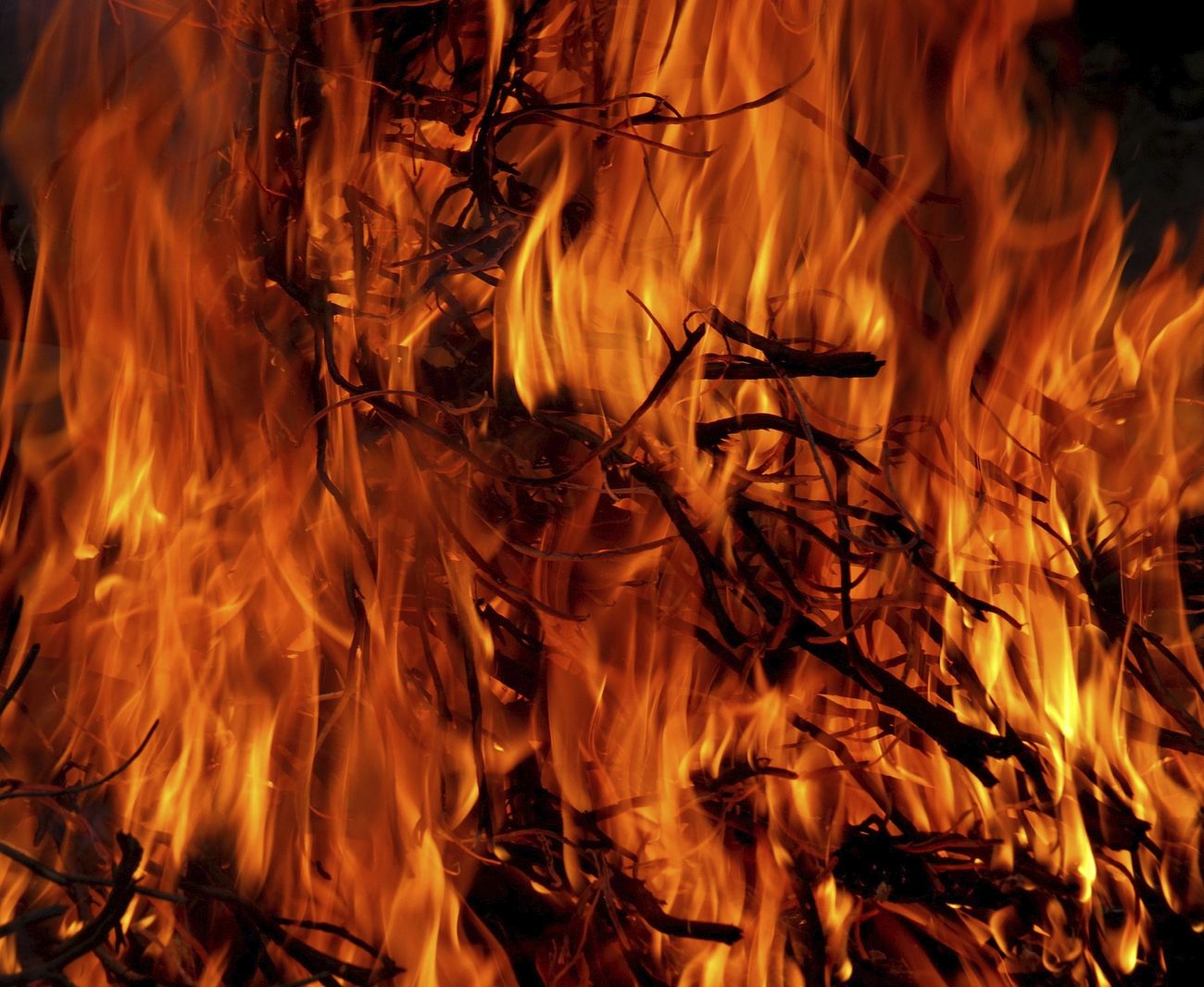 Free trees in forest on fire