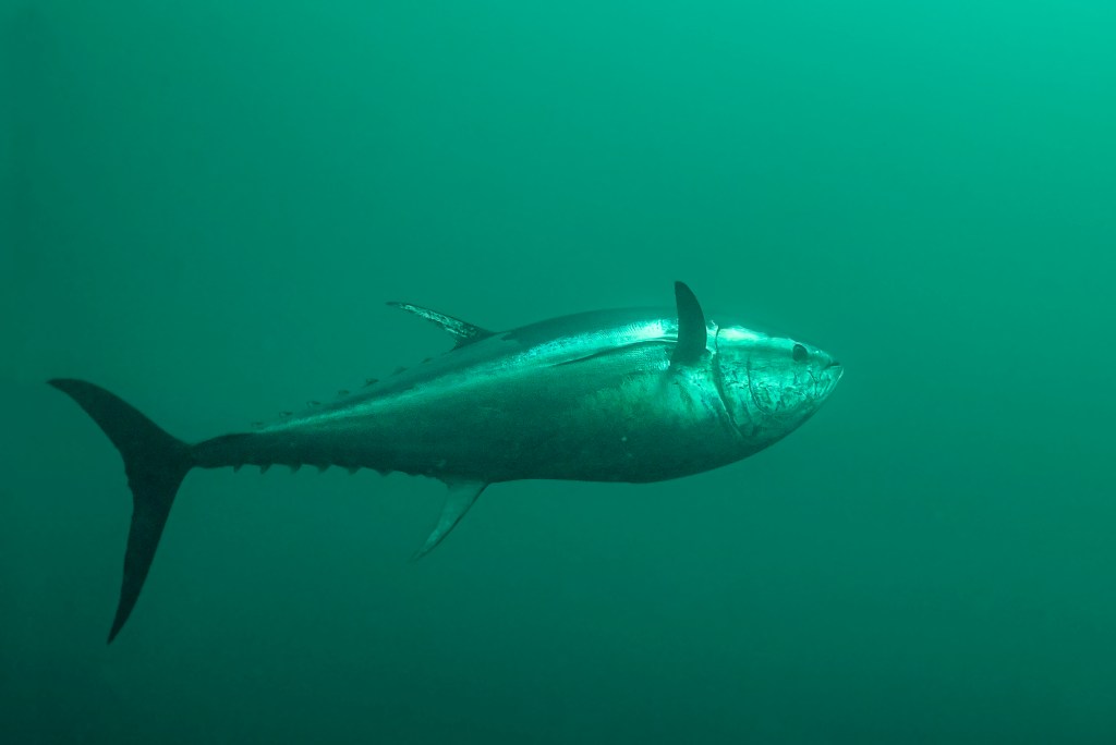 La journée où j&rsquo;ai photographié un thon&nbsp;rouge