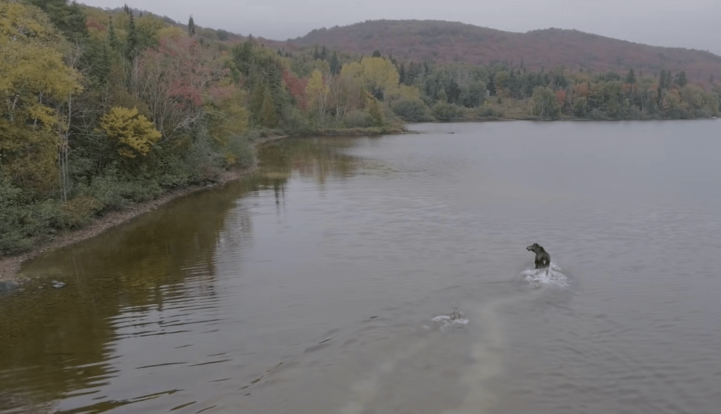 (Vidéo) Des images spectaculaires d&rsquo;un loup en&nbsp;chasse