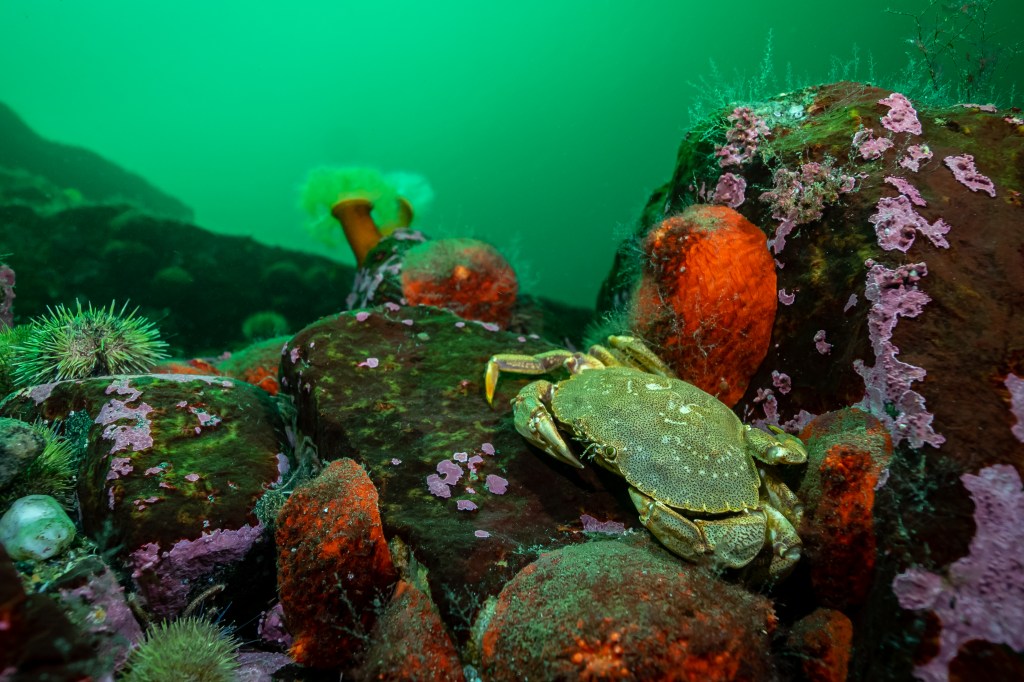 Réserver une plongée à&nbsp;Baie-Comeau