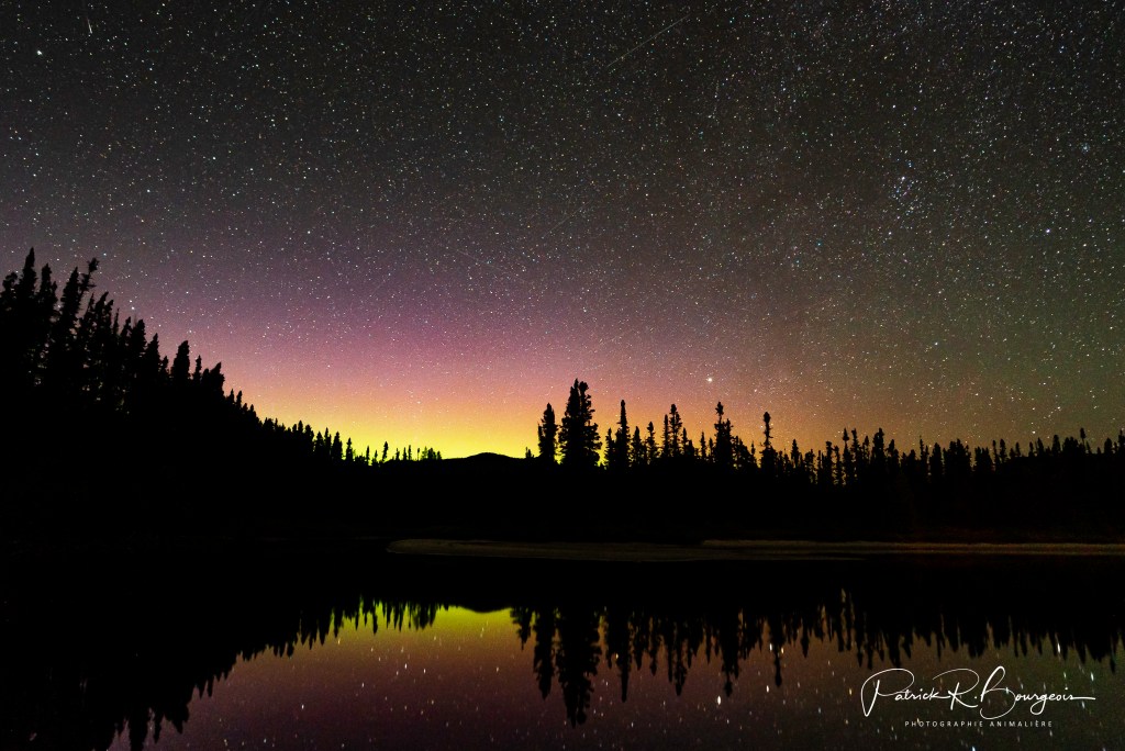 La nuit, dans la forêt&nbsp;boréale