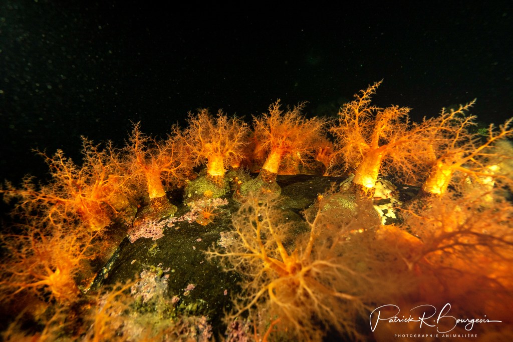 Plongée de nuit: un monde de&nbsp;différences!
