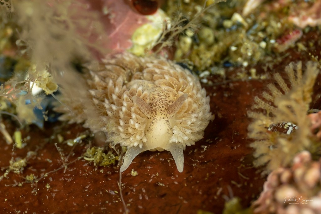 Nudibranche à crinière