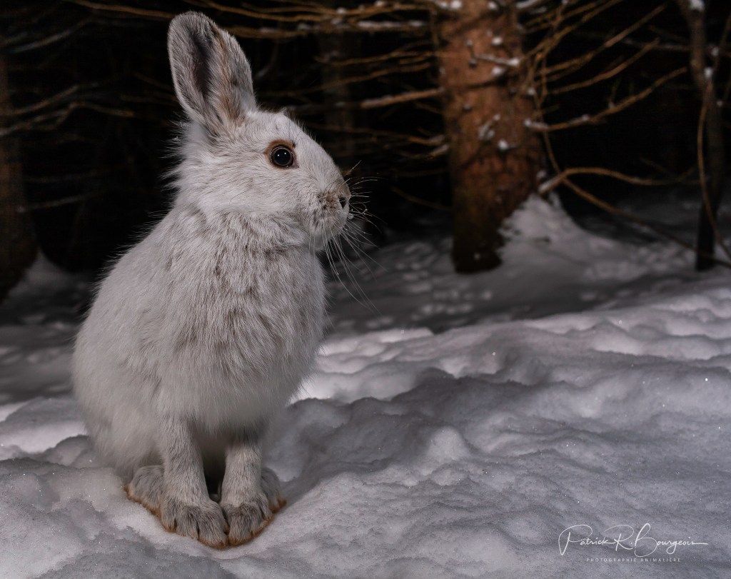 Les lièvres ont été&nbsp;coopératifs!