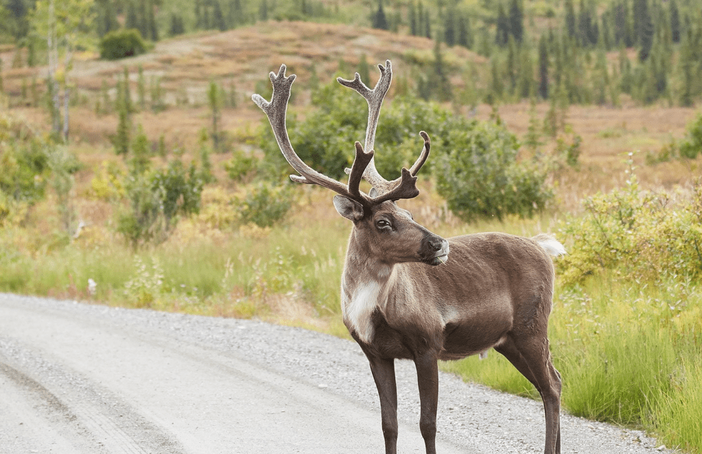 Protection du caribou: un pas dans la bonne&nbsp;direction?