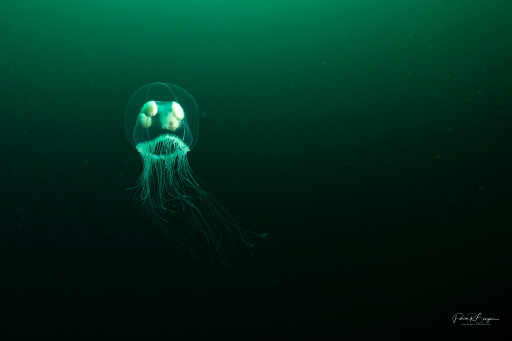 Une méduse parmi tant&nbsp;d&rsquo;autres