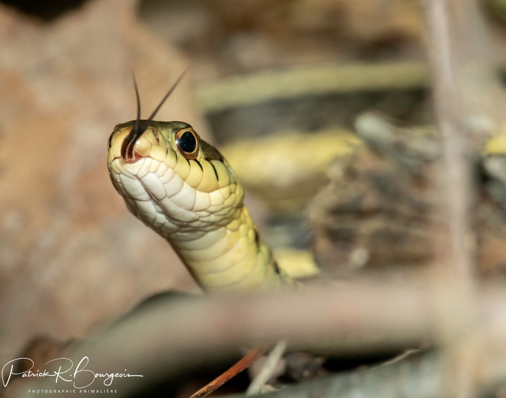 Poser la langue, c&rsquo;est tout un&nbsp;art!