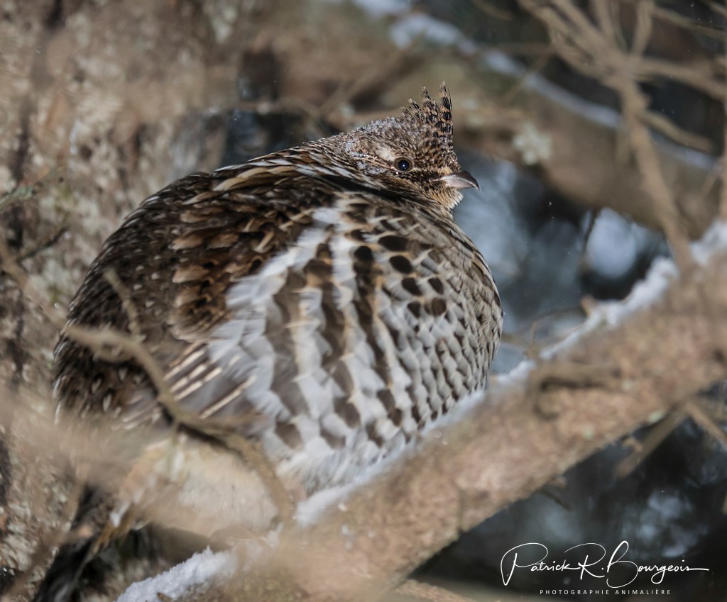 La gélinotte, experte du&nbsp;camouflage