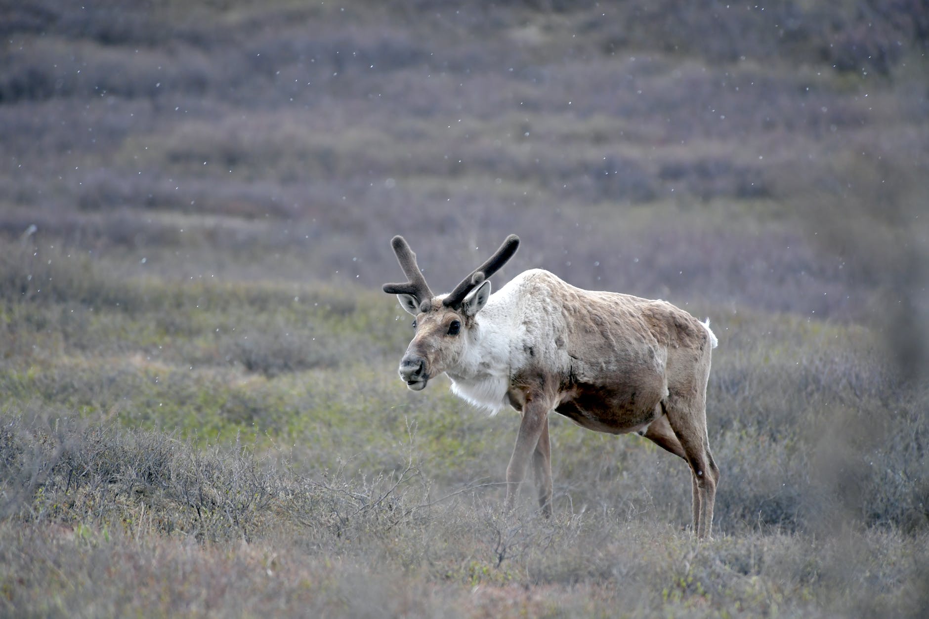 portrait of a reindeer standing on the grass