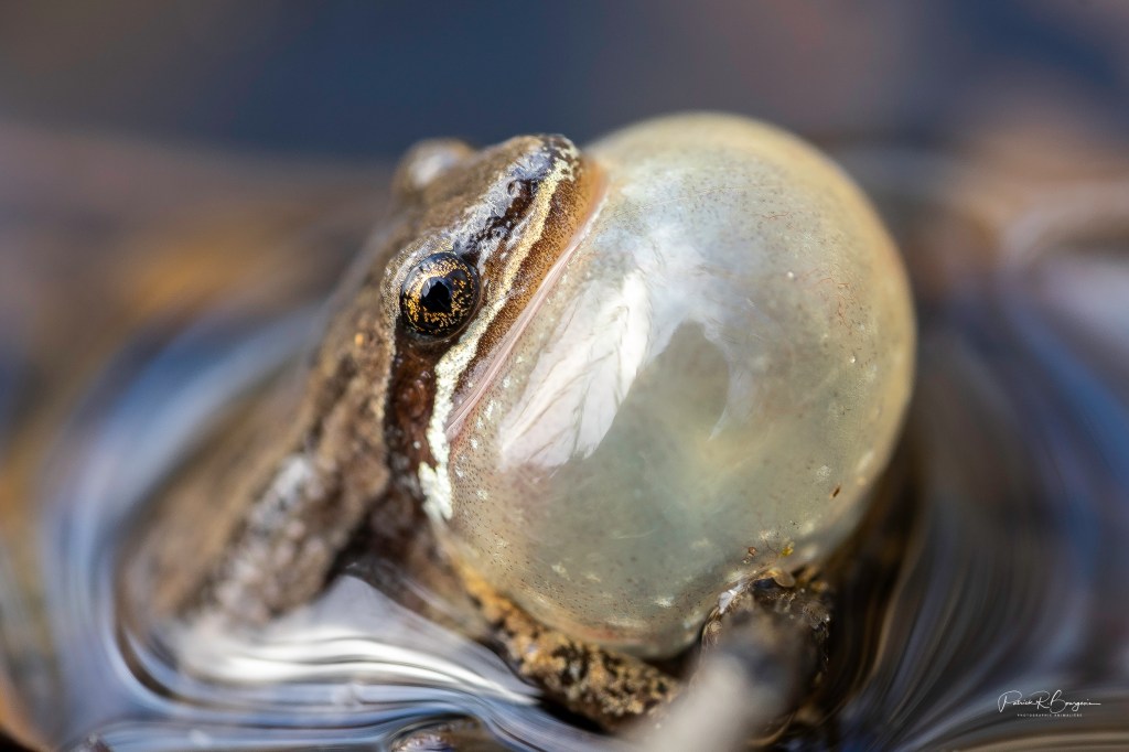 Rainette faux-grillon: Les délinquants ont des passe-droits
