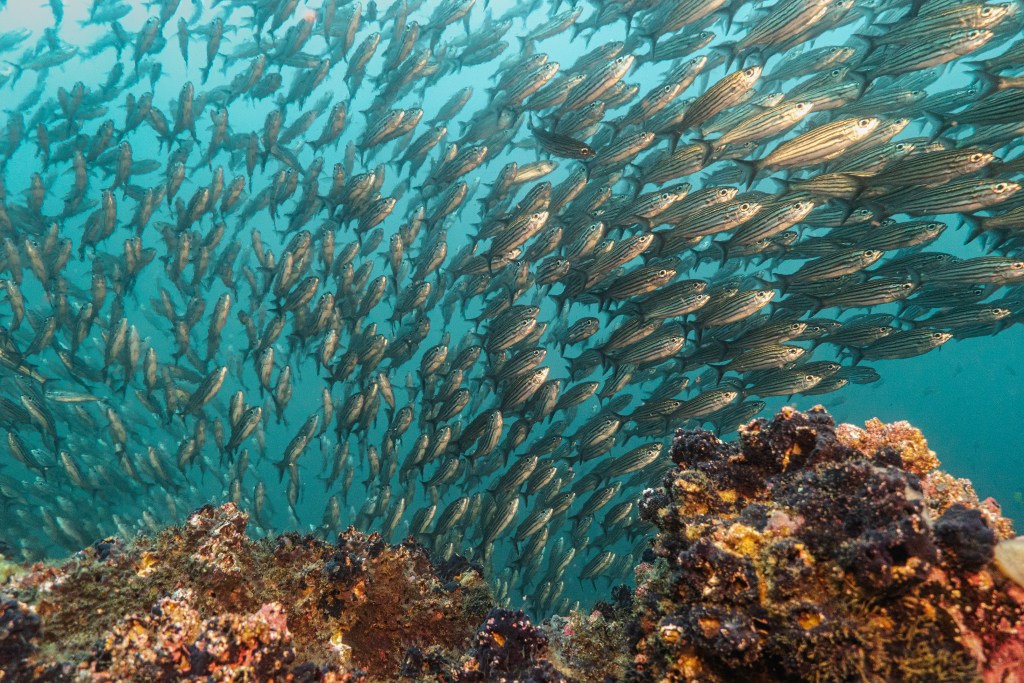 Dans bancs de poissons&nbsp;énormes