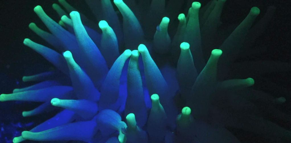 Des animaux fluorescents