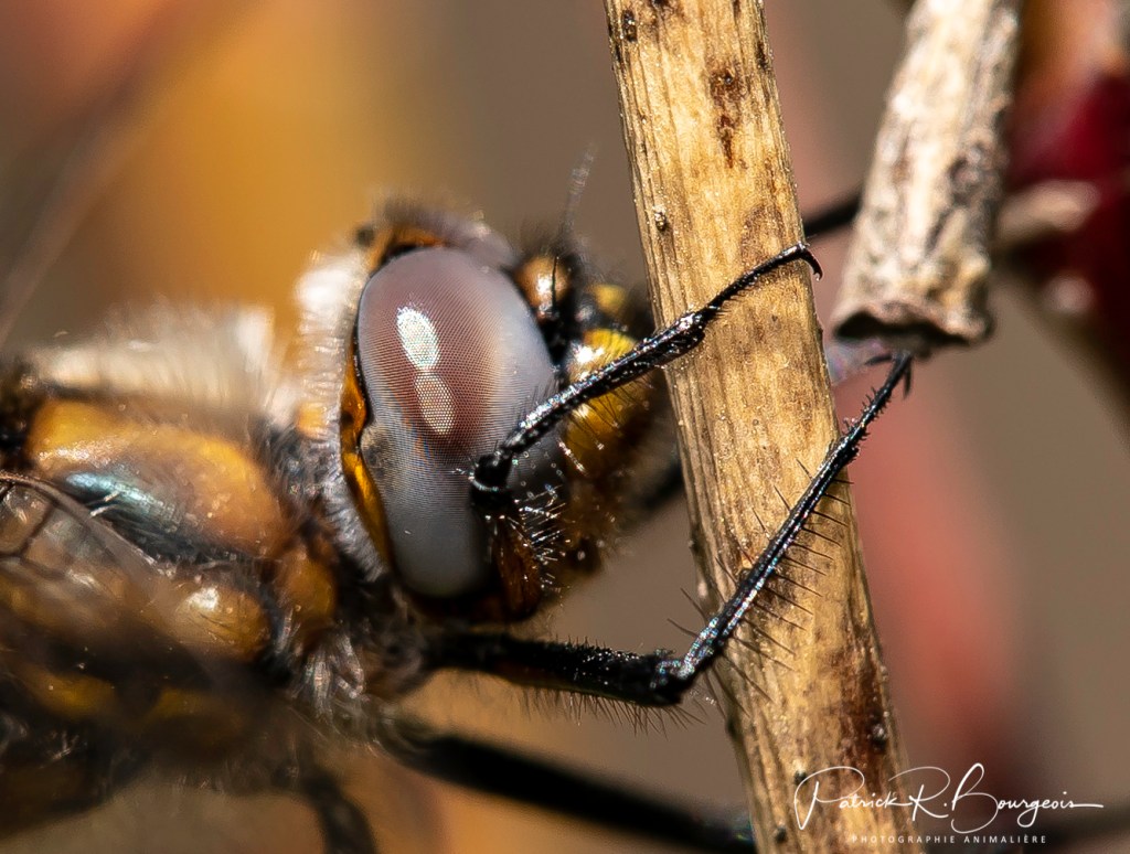 La libellule: grand prédateur du&nbsp;marais!