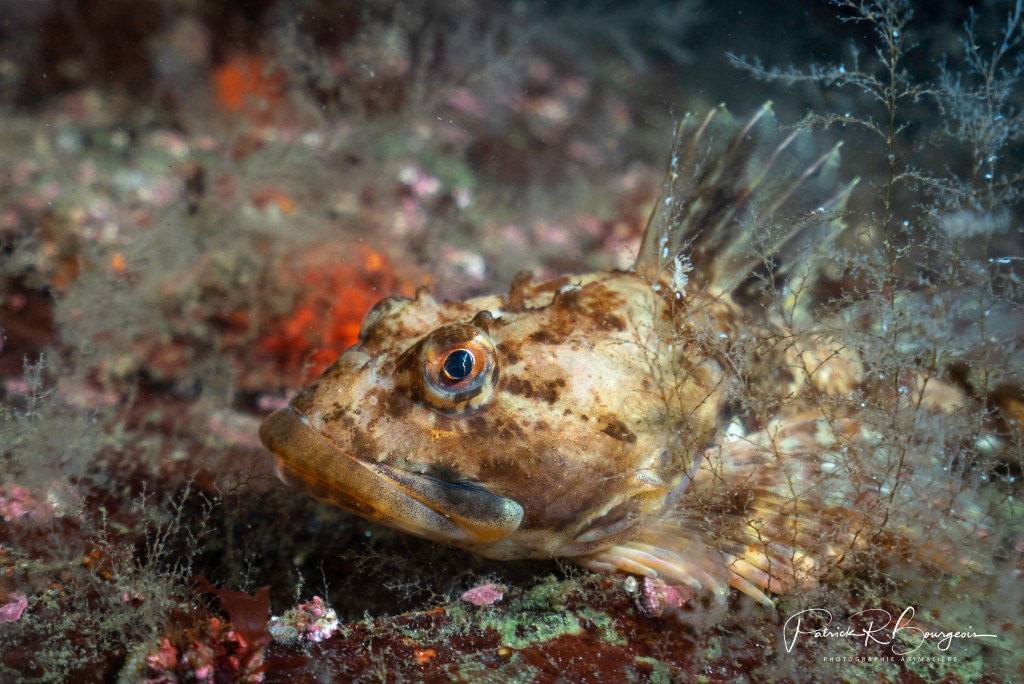Entrevue à Radio-Canada sur le&nbsp;Saint-Laurent