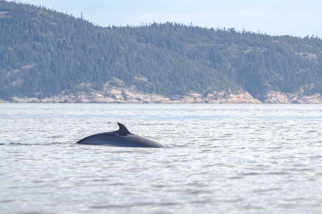 Exceptionnel : Des petits rorquals en&nbsp;chasse