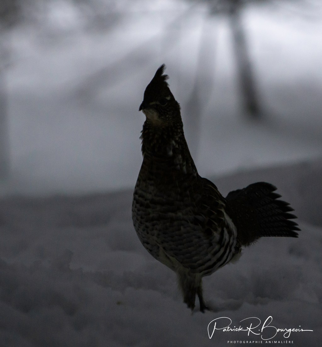 Des gélinottes à la tombée du&nbsp;jour