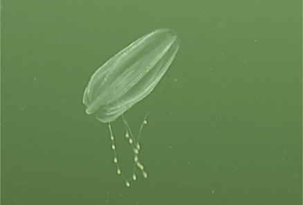 Un animal qui crée des&nbsp;arcs-en-ciel