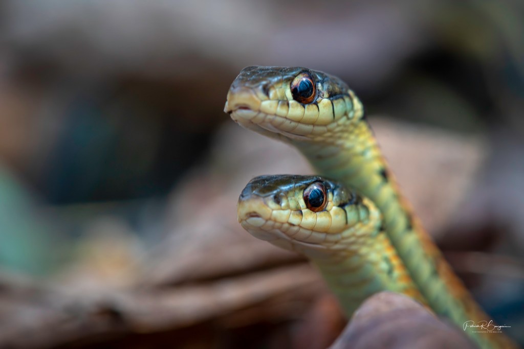 Découverte d&rsquo;un hibernacle