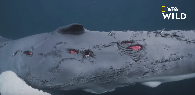 Une baleine blessée par des&nbsp;requins