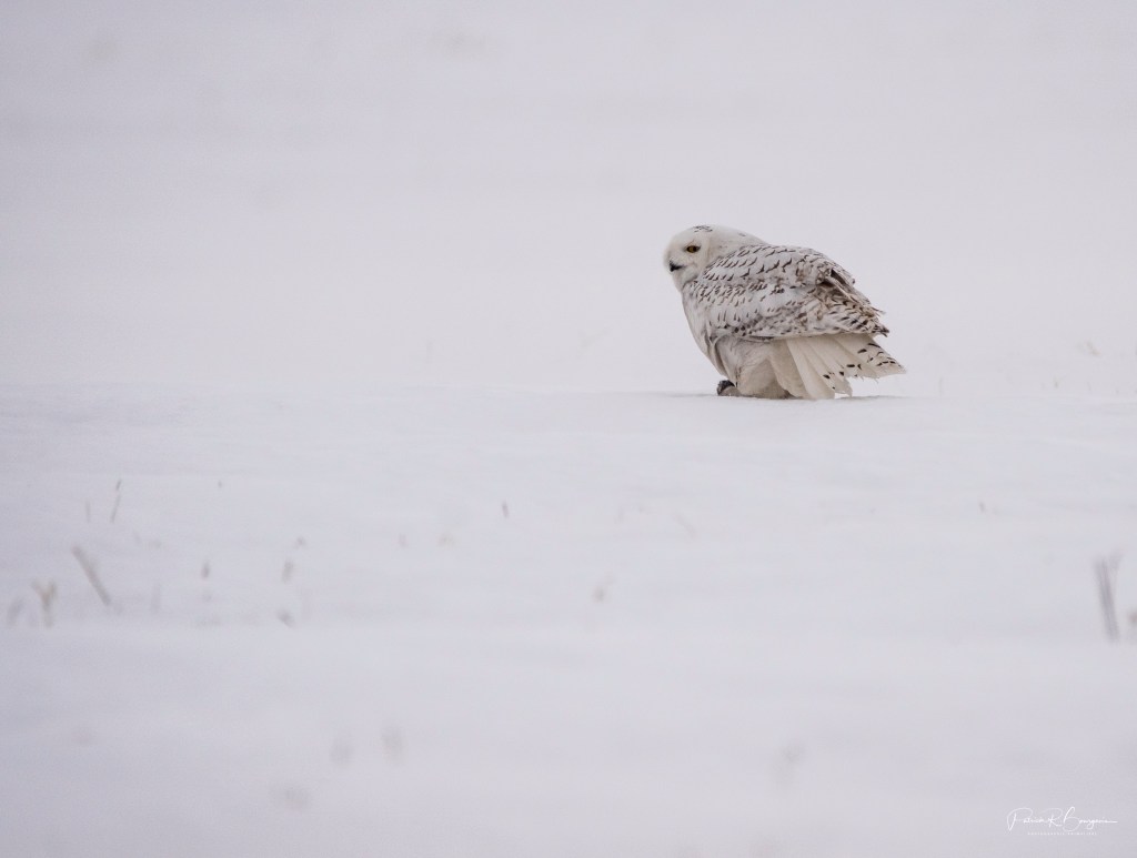 L’emblème aviaire du&nbsp;Québec!