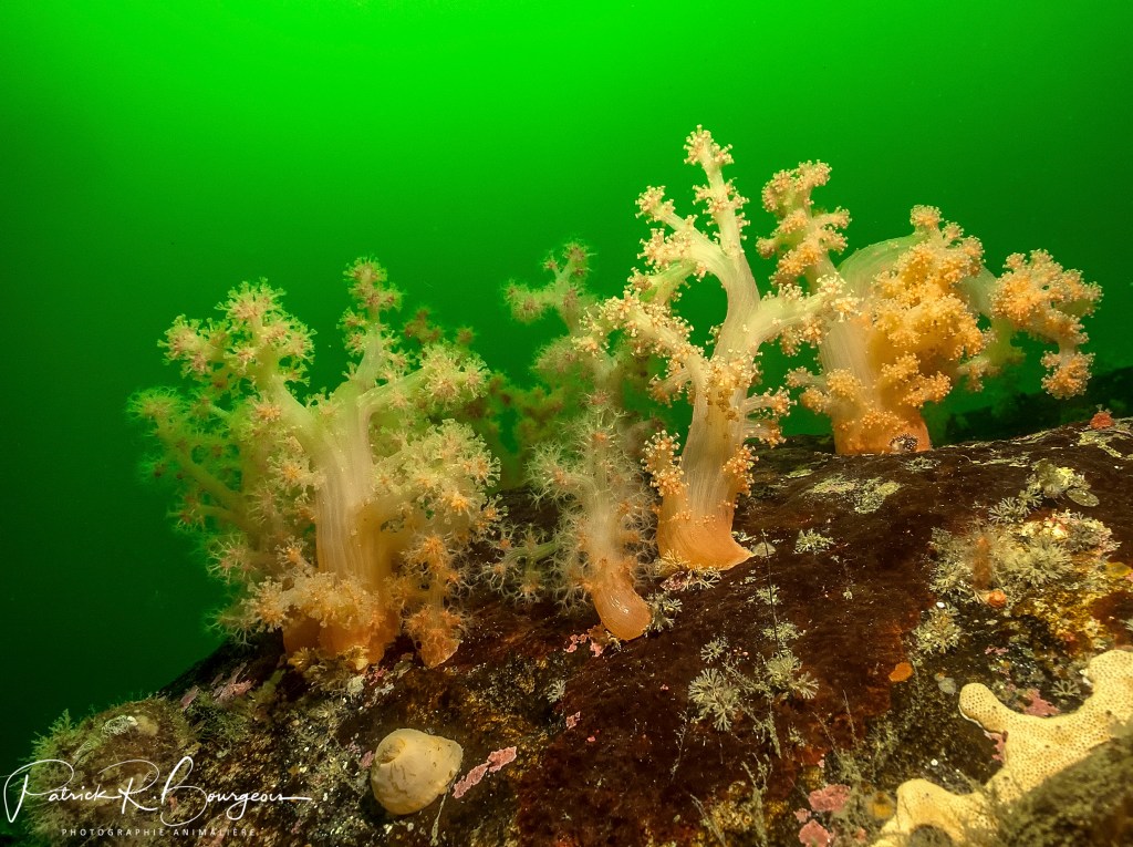 Le corail du&nbsp;Saint-Laurent