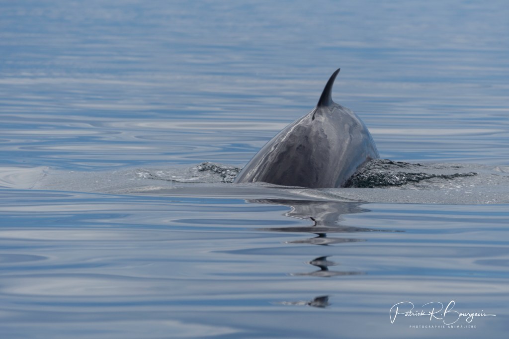 Un petit rorqual nous en met plein la&nbsp;vue